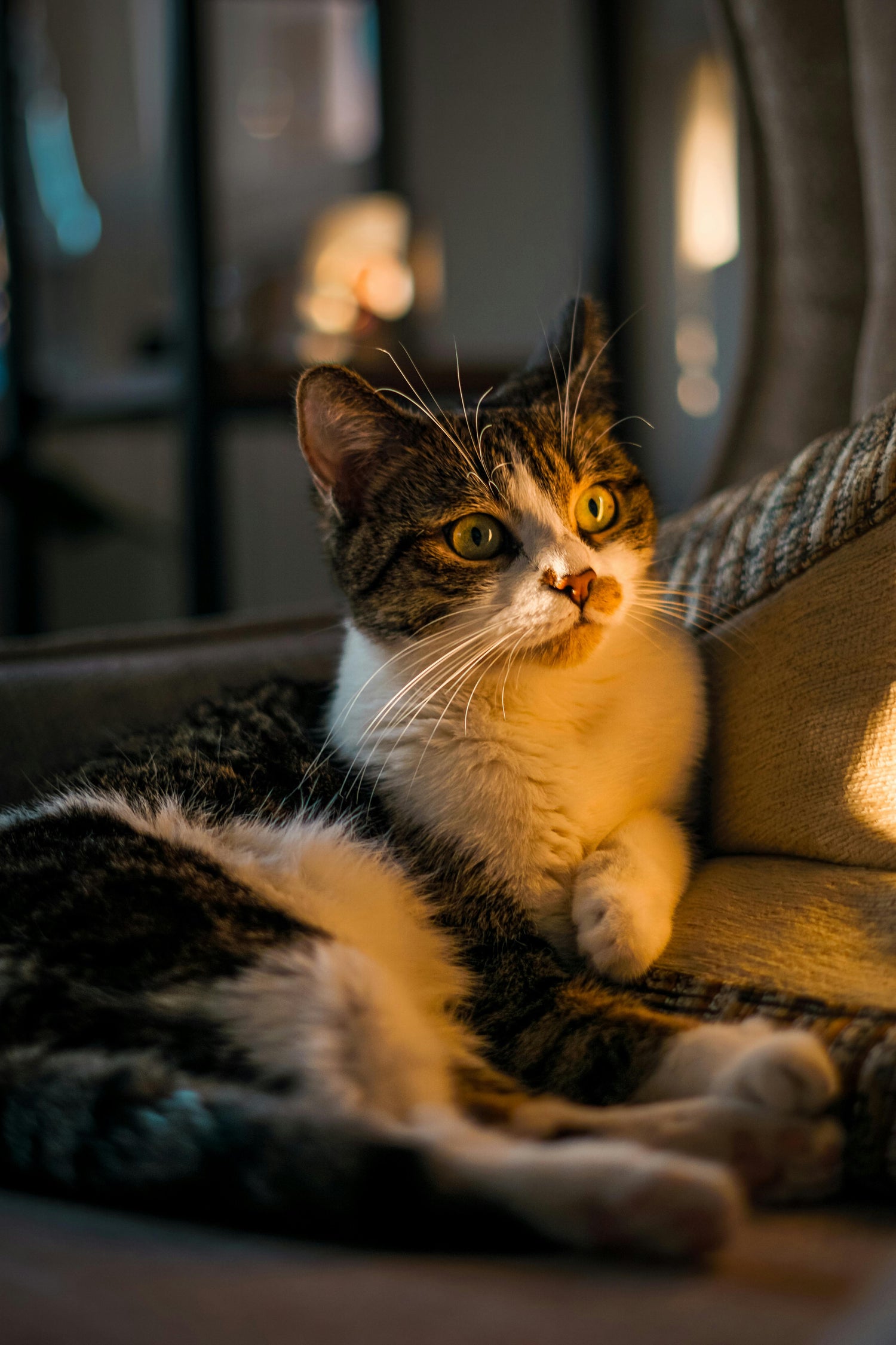 Cats